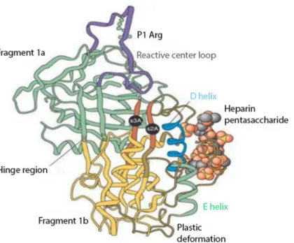 Figure 1 Anti-thrombin III after conformational change induced by heparin binding. Reproduced with permission from Whisstock et al