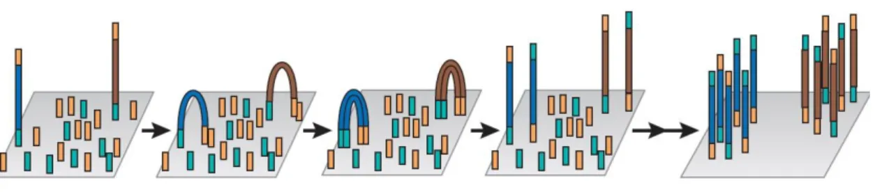 Figure  3-  Illumina's  cluster  generation  process:  the  complementary  strand  of  the  original  template  that  hybridized  with  the  first  type  of  oligo  is  fixed  to  the  flow  cell