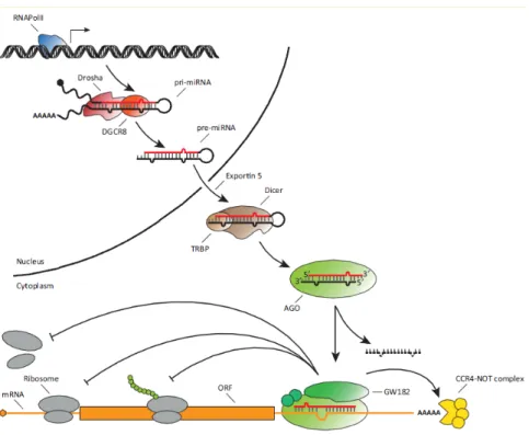 Figure 1: Translation inhibition (adapted from [4]). 