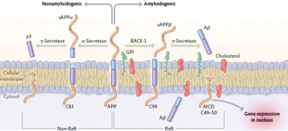 Figure  4:  MiRNA network  surrounding  APP,  that affect  direct  or indirectly  the  APP  processing  and  Aβ  metabolism
