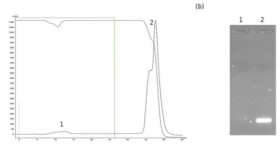 Figure 11: (a) Chromatographic profile of RNAs elution with a stepwise gradient of 2 M (NH 4 ) 2 SO 4  in Tris- Tris-HCl,  pH  7.5  to  10  mM  Tris-Tris-HCl,  pH  7.5