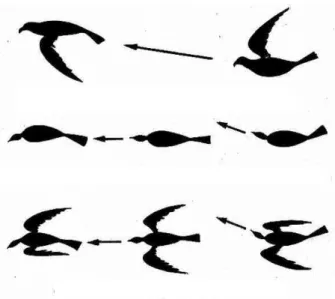 Figure 1.1 – Different flight configurations of a bird.  1