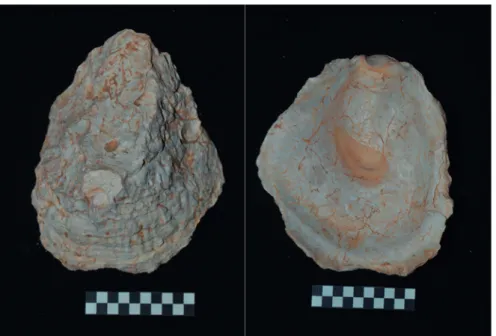 Tabela  1.  Número  de  restos  determinados  (NRD)  de  Moluscos encontrados nas escavações do NARC dos 