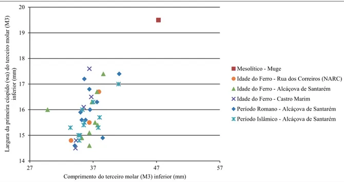 Figura 6. Largura e comprimento do terceiro molar inferior de Bos sp. Medidas comparativas, de Muge, Alcáçova de Santarém  e Castro Marim, gentilmente cedidas por Simon Davis.