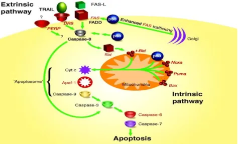 Figure 3-  A model for p53-mediated apoptosis. This model depicts the  involvement  of  p53  in  the  extrinsic  and  intrinsic  apoptotic  pathways