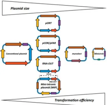 Figure  5-  Ranking  of  alternative  plasmid  selection  approaches  according  to  plasmid  size  and  transformation  efficiency (adapted from [2]).