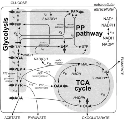 Figure 7- Bioreaction network of E. coli central carbon metabolism (adapted from [53]).