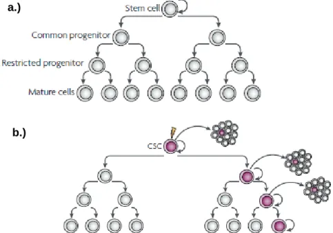 Figure  2.  Tumor  progression  based  on  the  CSC  model.  a.)  A  normal  cellular  hierarchy  governed  by  stem  cells  generates  a  more  restricted  progeny  that  ultimately  originates  the  heterogeneous mature cell types that constitute a parti