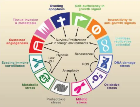 Figure  3.  Hallmarks  of  cancer.  Including  the  stress  phenotypes  of  cancer:  metabolic  stress,  proteo-toxic  stress,  mitotic  stress,  oxidative  stress  and  DNA  damage  stress