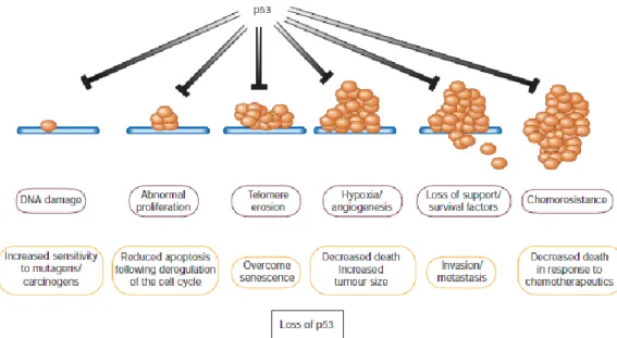 Figure  6.    A  multitude  of  stress  signals  can  activate  the  tumor  suppressor  p53