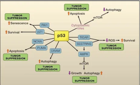 Figure  7.  p53  mediation  of  tumor  suppression.  The  control  of  proliferation,  cell  survival  and  death  by  p53  is  regulated  by  the  expression  of  p53  target  genes  (blue  boxes)