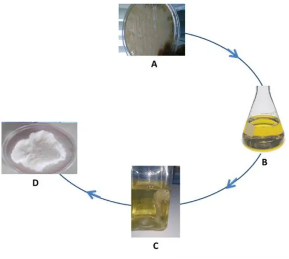 Figure 4 Typical fermentation processes for gellan gum production and its purification at laboratory scale