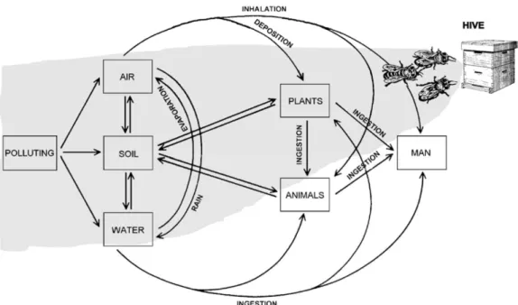 Figure 1 Chart of polluting substance diffusion in the environment. The grey area shows the  environmental sectors visited by the honey bees