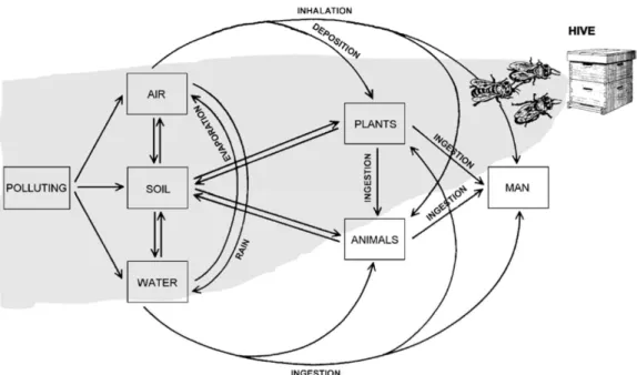 Figure 1 Chart of polluting substance diffusion in the environment. The grey area shows the  environmental sectors visited by the honey bees