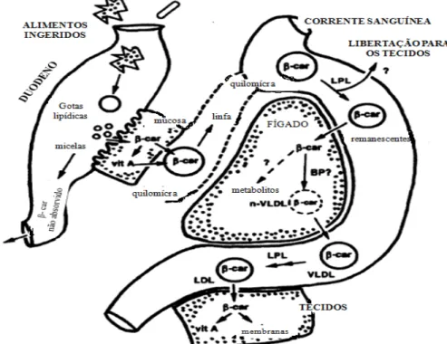 Figura 8- Mecanismos e vias envolvidas na absorção, transporte através do plasma e incorporação  nos tecidos dos carotenóides, tomando como exemplo o β-caroteno, adapatdo de Parker, 1996