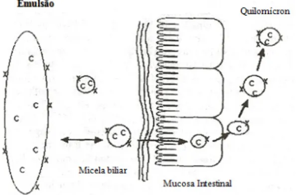 Figura 9- Esquema representativo da absorção intestinal  dos carotenóides, adapatado de Furr e Clark, 1997