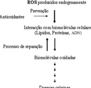 Figura 10- Intervenção dos carotenóides na  prevenção do aparecimento de ROS, adapatado de 