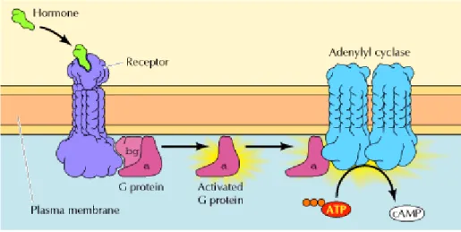 Figure 2: Hormonal activation of adenylyl cyclase. Binding of hormone promotes the interaction of the  receptor with a G protein