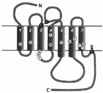 Figure  3:  Schematic  representation  of  the  structure  of  a  GPCR.  This  scheme  represents  a  class  A,  or  rhodopsin/β2 adrenergic receptor-like GPCR