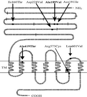 Figure 10: Schematic presentation of the FSHR with 7 of the known inactivating mutations (Doherty et  al., 2002)