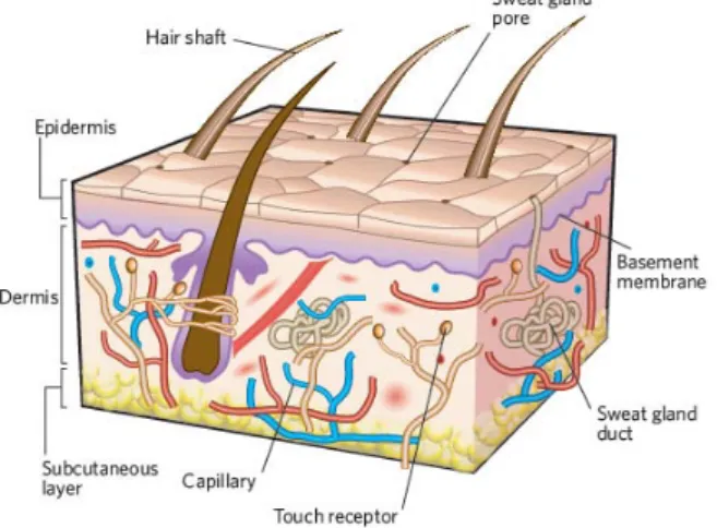 Figure 1 – The structure of human skin (adapted from (MacNeil, 2007)). 
