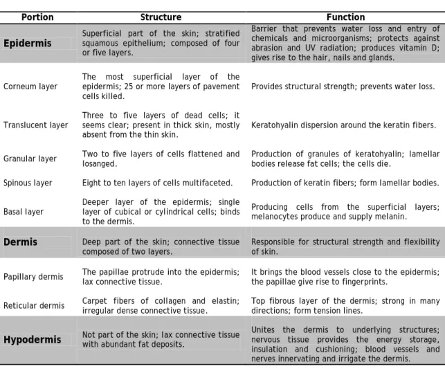 Table 1 – Comparison of the epidermis and dermis with the hypodermis (adapted from (Seeley  et al., 2003))