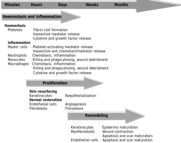 Figure 2 – Schematic representation of the main phases of wound healing, the major cell types and their  effects (adapted from (Li et al., 2007))