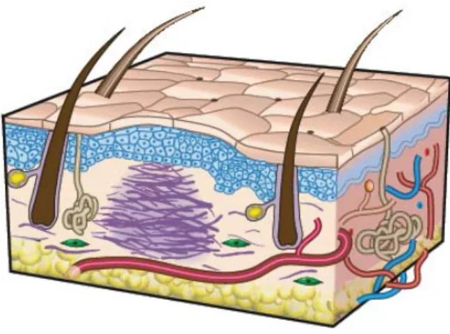 Figure  5  –  Third stage of wound repair: remodeling. This stage lasts for a year or longer