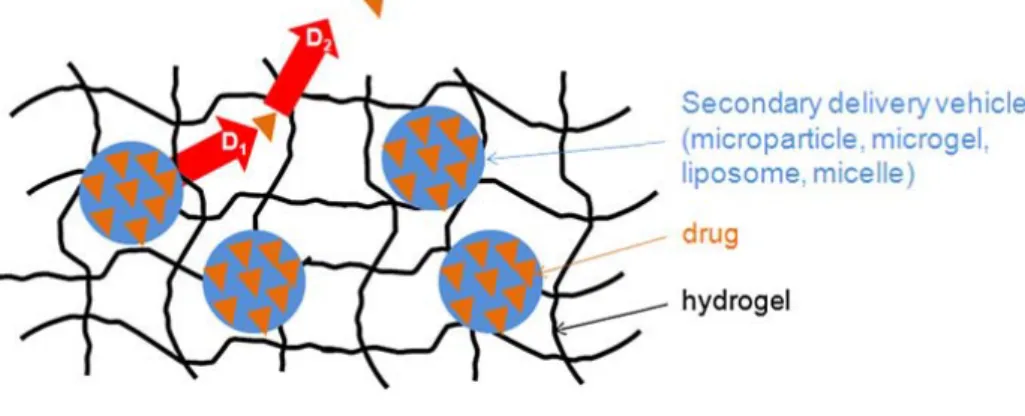 Figure 8 – Illustration of a composite hydrogel containing drug encapsulated in a secondary controlled  release vehicle (e.g