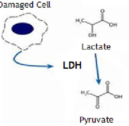 Figure 15 – Schematic representation of LDH activity (adapted from (Promega, 2008)).