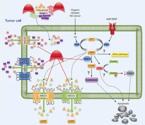 Figure  5  – Proposed  mechanism  of  action  for  Sildenafil  synergic  activity  in  conjugation  with  other  chemotherapy drugs by blocking drug efflux from MDR transporters (ABC’s) and increasing intracellular  cyclic guanosine monophosphate (cGMP) le