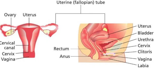 Figure 1: Illustration of the human female reproductive system (adapted from (Spencer, 2009))
