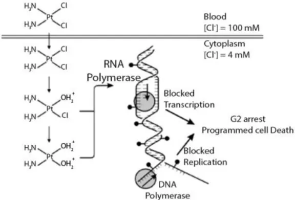 Figure 2: Mechanism of action of cisplatin (adapted from  (Kartalou and Essigmann, 2001))