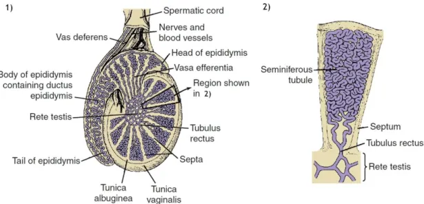 Figure  I.1.  Schematic  representation  of  the  mammalian  testis.  1)  Section  of  the  testis  which  is  encased  by  two  tissue  layers,  from  the  inside  to  the  outside,  tunica  albuginea  and  tunica  vaginalis