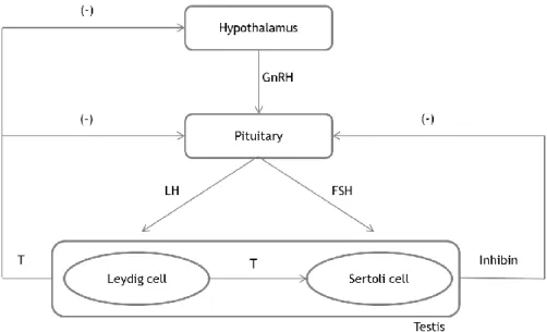 Figure  I.4.  Hormonal  regulation  of  spermatogenesis.  Release  of  gonadotropin‐releasing  hormone  (GnRH)  from  the  hypothalamus  stimulates  the  pituitary  to  secrete  two  gonadotropins,  the  luteinizing  hormone (LH) and the follicle-stimulati