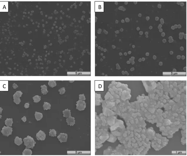 Figure  8  –  SEM  images  of:  chitosan/dextran  nanoparticles  with  AgNPs  produced  with  NaBH 4   (A)  and  with  C 6 H 8 O 6  (B); AgNPs produced in chitosan/dextran nanoparticles with NaBH 4  (C) and with C 6 H 8 O 6  (D).