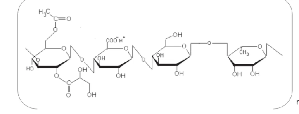Figure 3 - Representation of the repeating unit of chemical structure of deacetylated gellan gum,  adapted from [76]