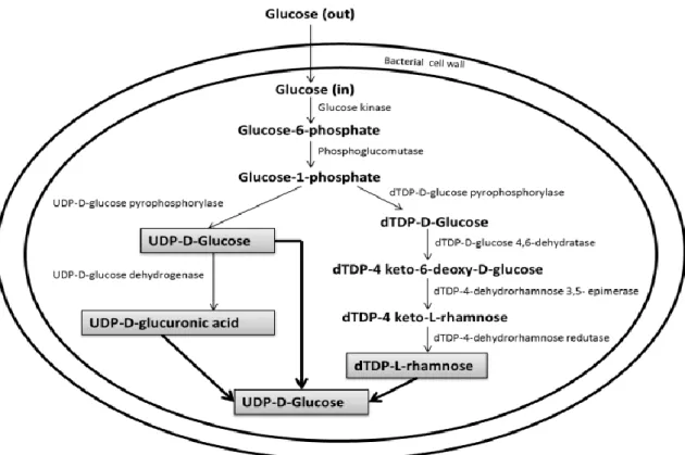 Figure  4  -  Schematic  representation  of  the  postulated  pathway  leading  to  the  nucleotide  sugar  precursors, adapted from [95].