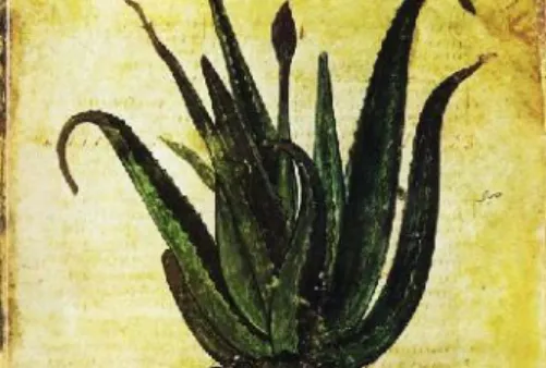 Figure  1.1 - Ancient  Greek  Dioscorides recorded  his  use  of Aloe to  treat  war wounds  as  well  as  piles (Image:  Vienna Cod.med.gr.1, fol.15r/ONB)