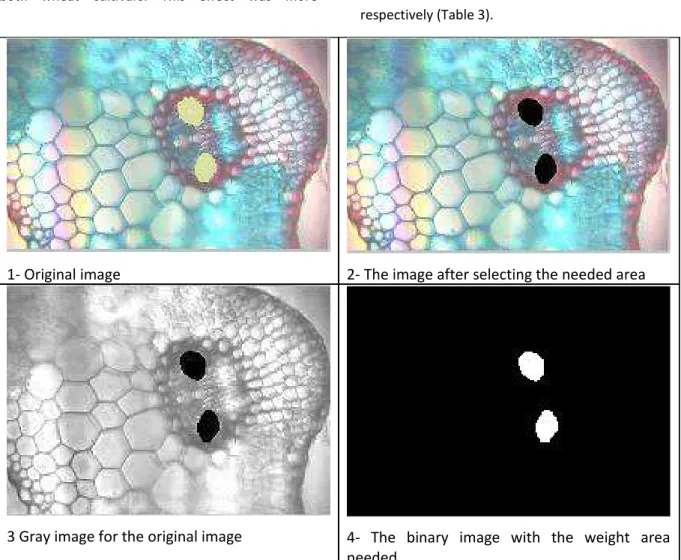 Figure 1. The image analysis steps for estimating the area of metaxylem (in microns) for flag leaf of   droughted wheat cultivars