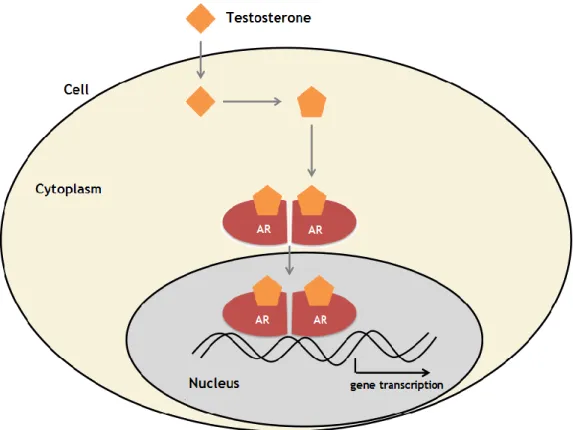 Figure  2-  Molecular  mechanism  of  action  of  testosterone.  After  entering  the  cell,  testosterone  converted into DHT and bind to the AR