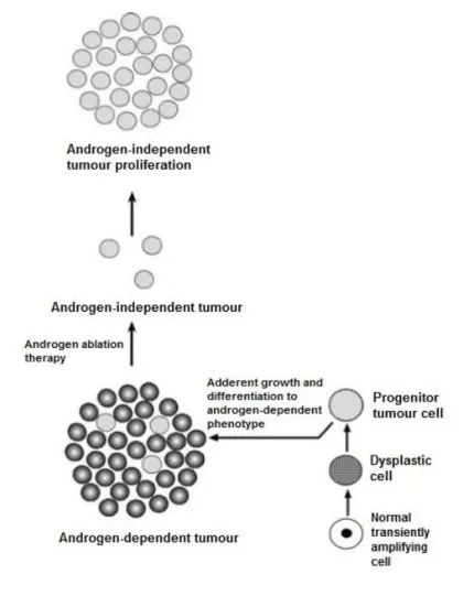 Figure  7-  Origin  and  progression  of  a  prostate  tumour  to  an  androgen- androgen-independent prostate tumour [12]