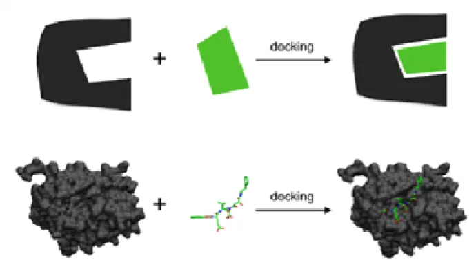 Figure 13- Ilustrating the docking of a small molecule ligand with a  protein receptor to produce a complex [120]