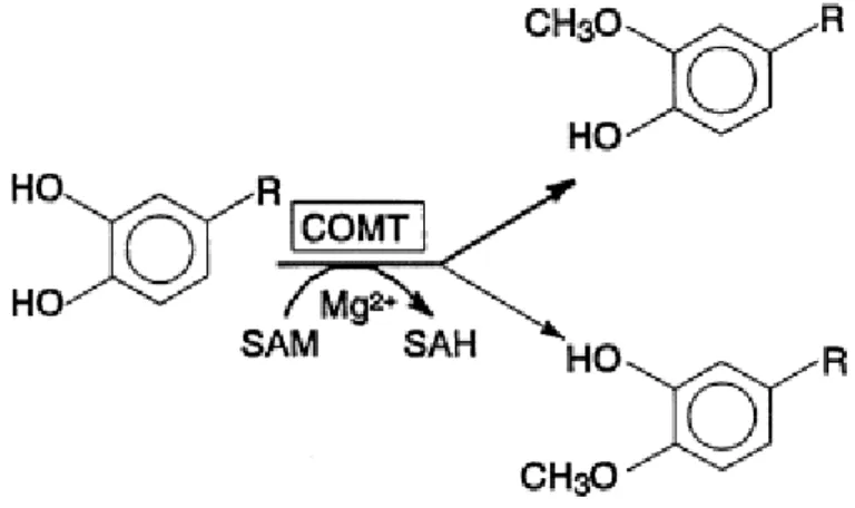 Figure  I  -  A  typical  reaction  catalysed  by  COMT.  SAM:  S-adenosyl- L -methionine;  SAH:  S-adenosyl- L - -homocysteine; Mg 2+ : Magnesium (adapted from [4])