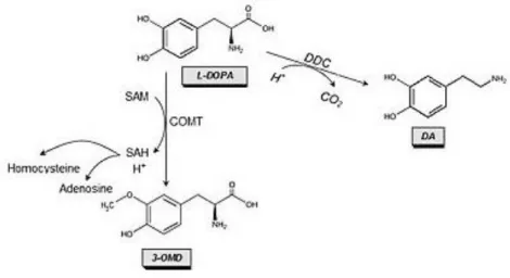 Figure V - Representation of metabolic pathway of L-Dopa (adapted from [1]). L-Dopa: Levodopa; DDC: 