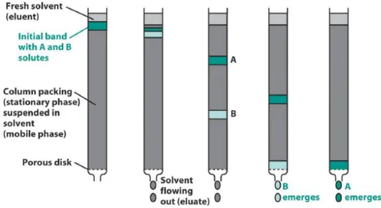 Figure VI - Representation of a typical column apply in chromatography (adapted from [38])