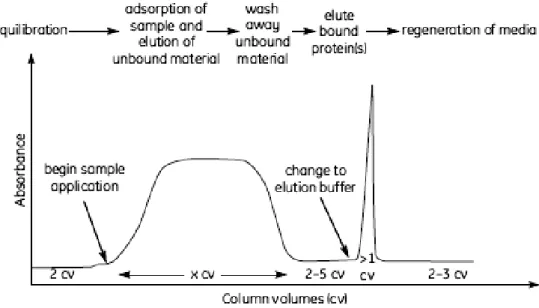Figure VII - Representation of the phases of chromatographic procedure (adapted from [39])