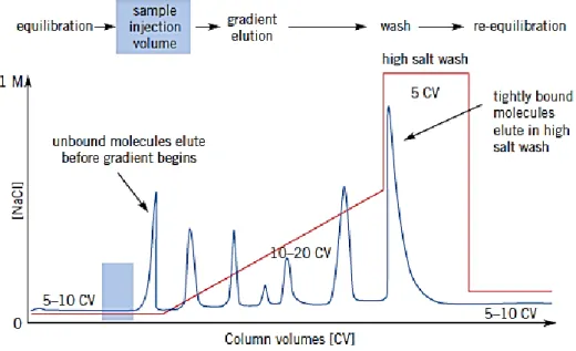 Figure IX – A typical profile from ion exchange chromatography (adapted from [32]). 
