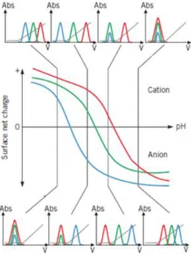 Figure  X  -  Effect  of  pH  on  protein  binding  and  elution  patterns  in  Ionic  Exchange  Chromatography  (adapted from [32])