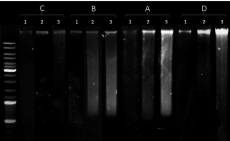 Figure 2 Comparison of two methods for purification of environmental DNA for  sample 3
